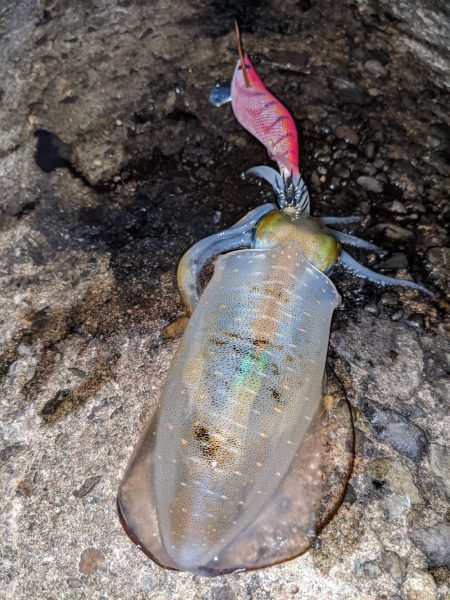 今季アオリ更新