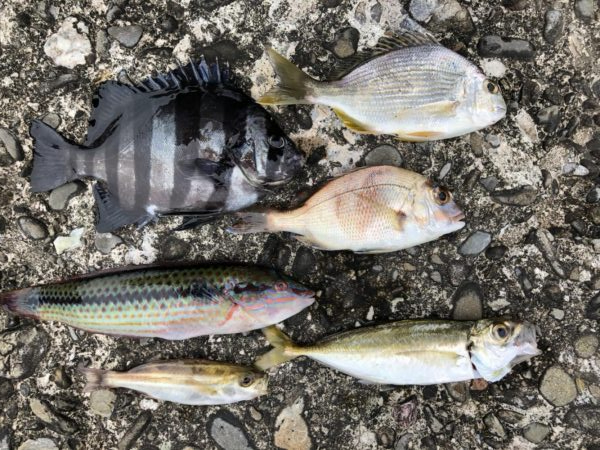 初めてのちょい投げ！ベラや石鯛が釣れた！
