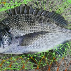 秋チヌ開幕?閉幕?