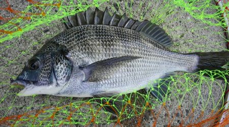 秋チヌ開幕？閉幕？