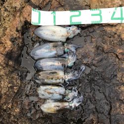 2020 佐渡ヶ島エギング 16回目