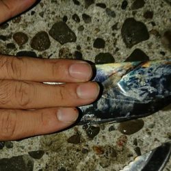 タチウオの数釣りが楽しめました