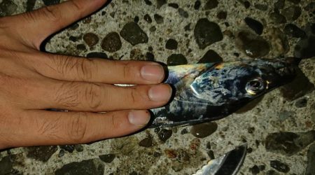 タチウオの数釣りが楽しめました