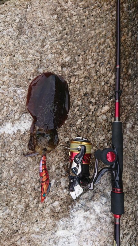 期待を裏切らないアオリイカちゃん！