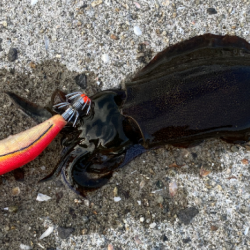 エギング初心者