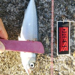 タチウオは不在もサバ祭り