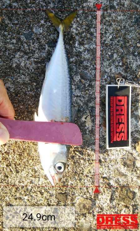 タチウオは不在もサバ祭り