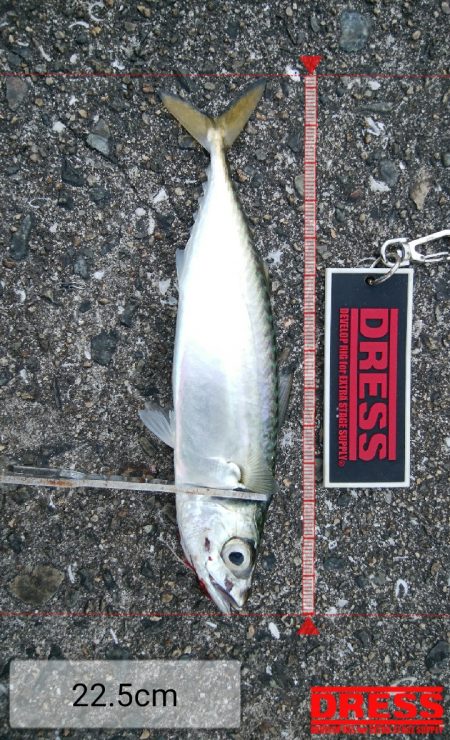 タチウオ調査でカマス