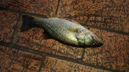 久しぶりのブラックバス釣行