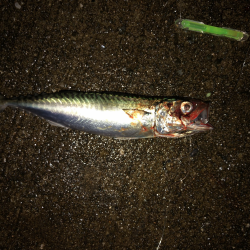 タチウオウキ釣り