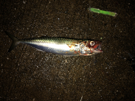 タチウオウキ釣り