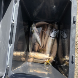 サビキと投げ釣りでアナゴ