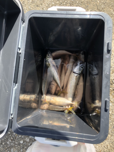 サビキと投げ釣りでアナゴ