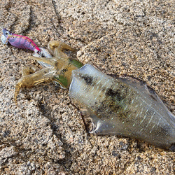 瀬戸内の島アオリイカエギング（2020-1）