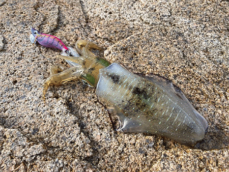 瀬戸内の島アオリイカエギング（2020-1）