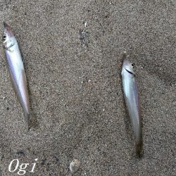 チョイ投げでピンギスの嵐