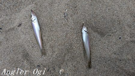 チョイ投げでピンギスの嵐