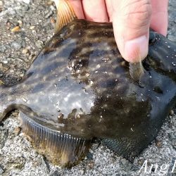 カワハギ/デカアジ/タチウオゲット！