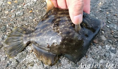 カワハギ/デカアジ/タチウオゲット！