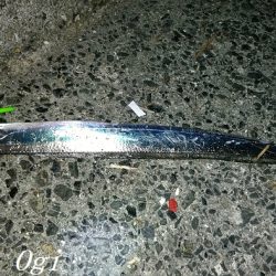 垂水でタチウオ！時合いは入れ食いに！