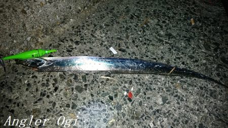 垂水でタチウオ！時合いは入れ食いに！