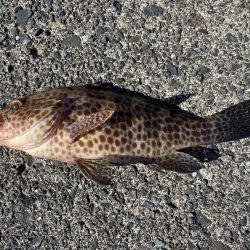 初ドラゴン！！