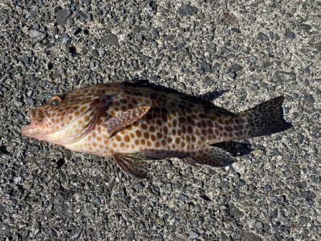 初ドラゴン！！