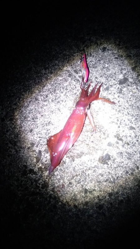 強風の中新子アオリイカ5ハイ