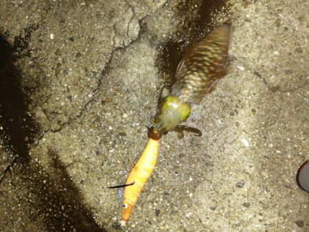 今シーズン初アオリイカ