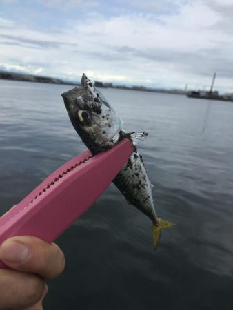 太刀魚はどこ？