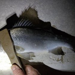 連夜の釣行