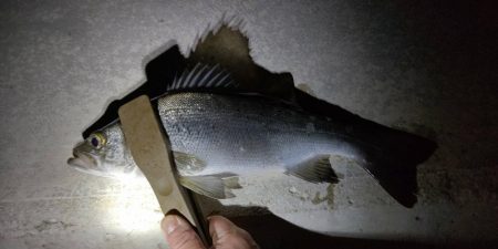 連夜の釣行