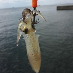 一応今期初アオリ