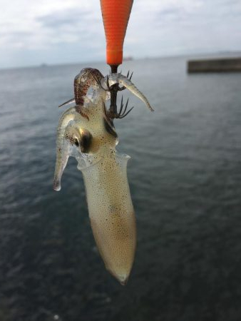 一応今期初アオリ