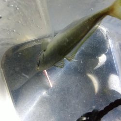 フロートアジング