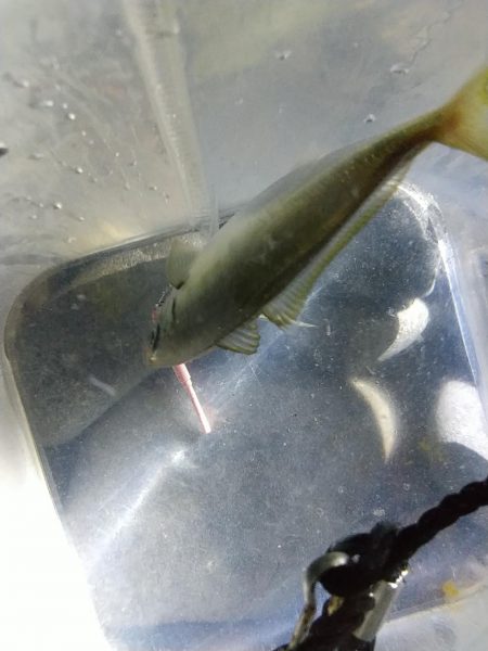 フロートアジング