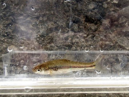 近所の水路で入れ食いを楽しむ(6)