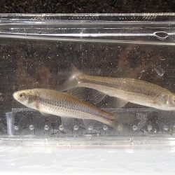 近所の水路で入れ食いを楽しむ(7)