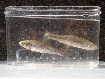 近所の水路で入れ食いを楽しむ(7)