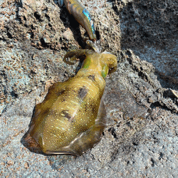 日本海エギング(2020-2)