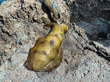 日本海エギング(2020-2)