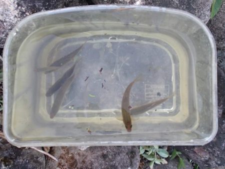 よく肥えたモロコ