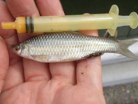 近所の水路で入れ食いを楽しむ(8)＋α