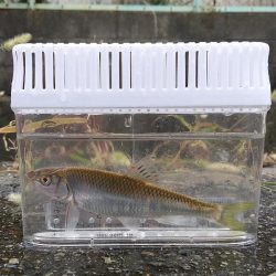 五目達成 ～小物釣り～