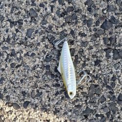 クロダイ釣果Ⅱ