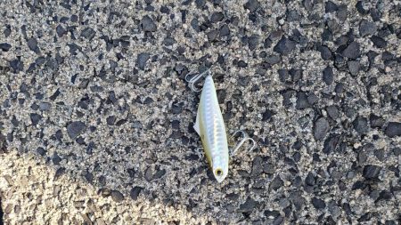 クロダイ釣果Ⅱ