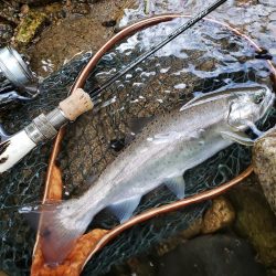 細身ですが尺ヤマメ‼️