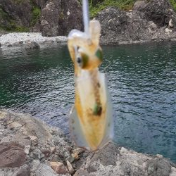 アオリイカ探して