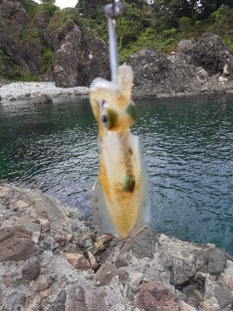 アオリイカ探して