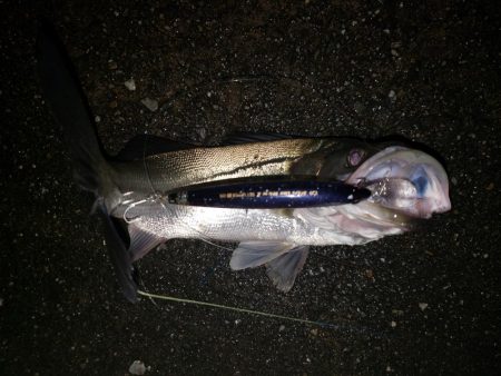 夜練釣行